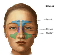 Sinus